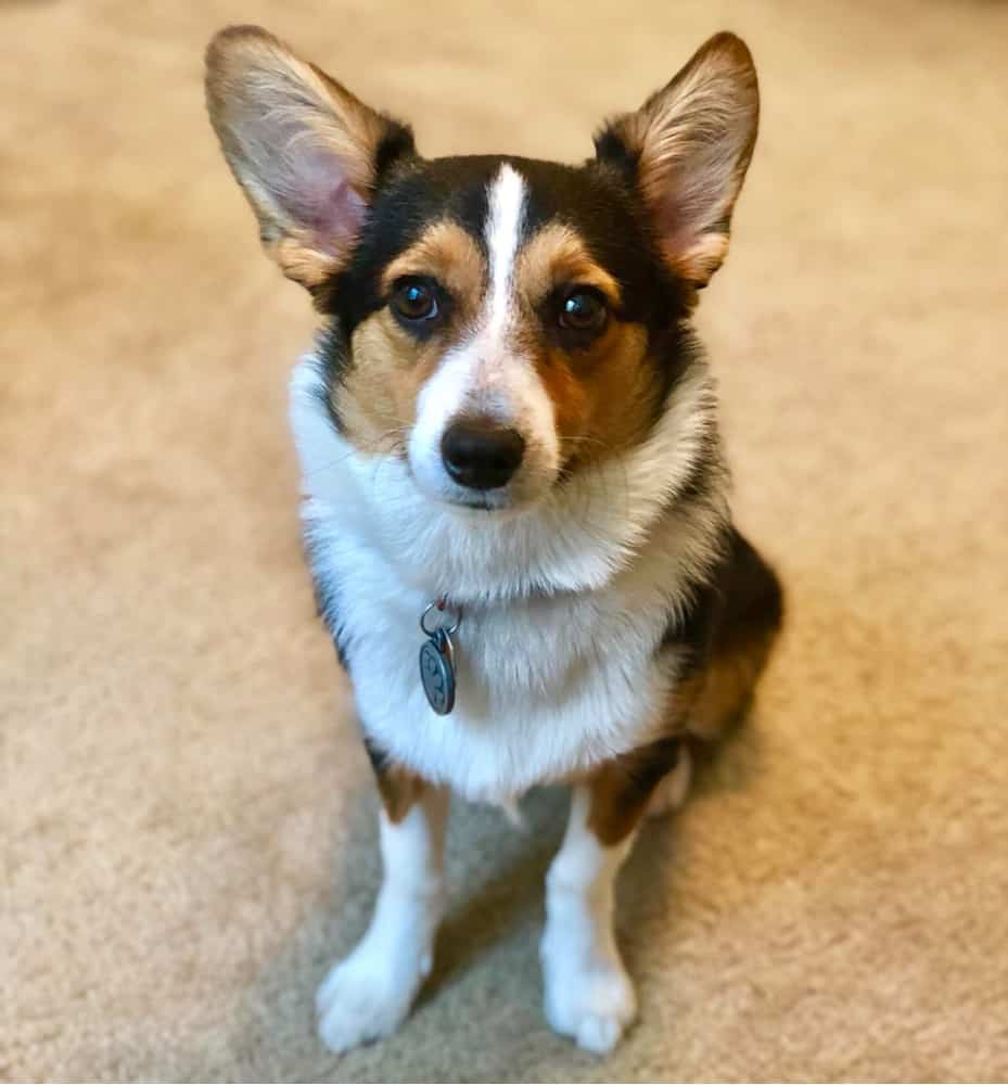 24 Of The Cutest Corgi Mixes You Have Ever Seen PetVR 24 Of The Cutest Corgi Mixes You Have Ever Seen PetVR