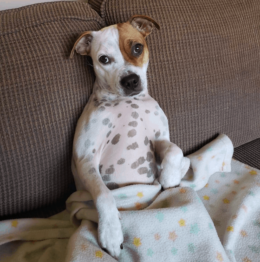 boxer jack russell terrier mix