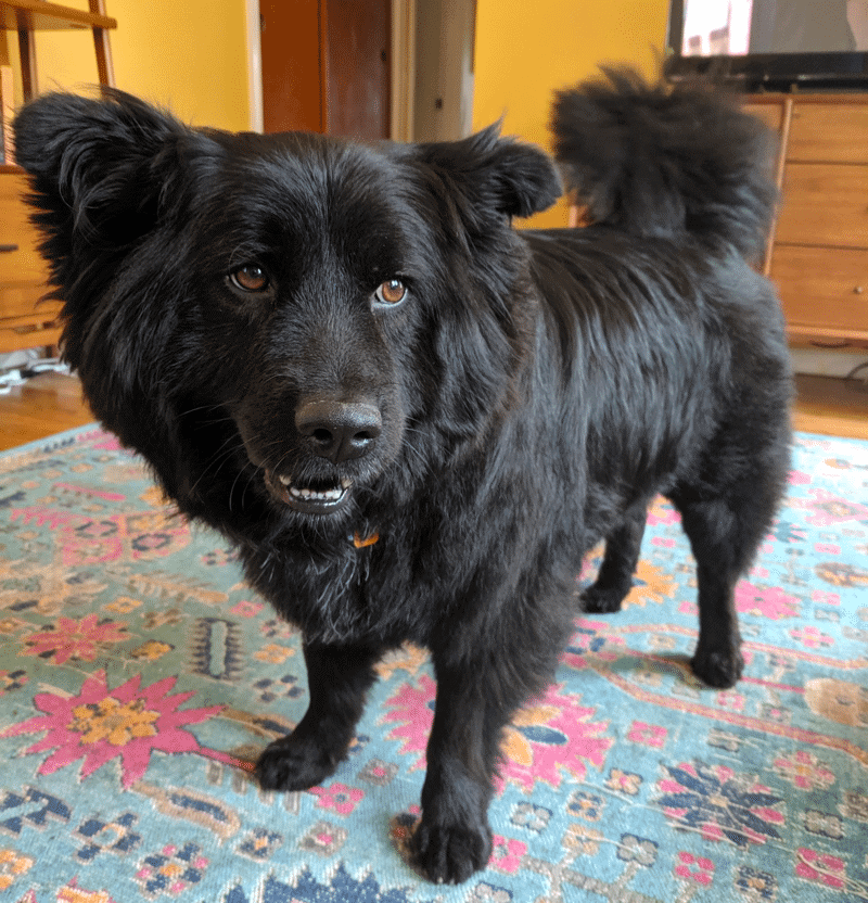 border collie chow chow mix