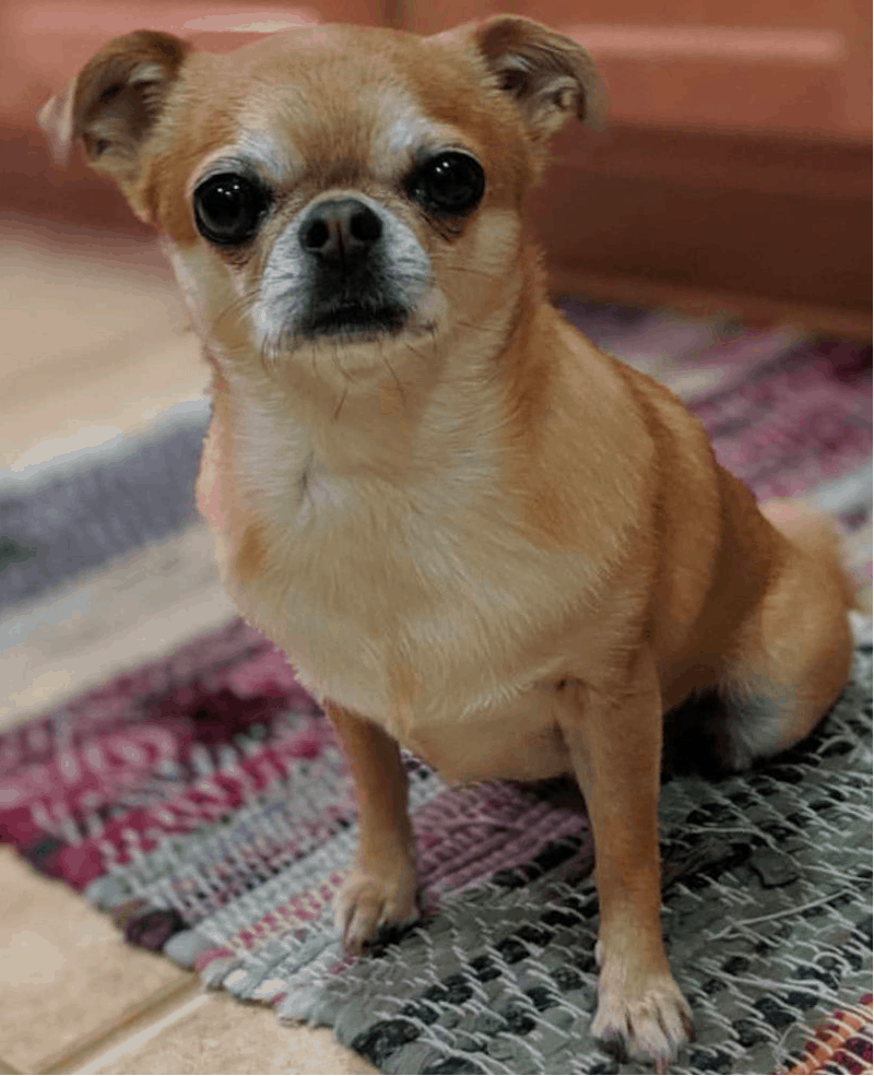 Chihuahua Pug mix