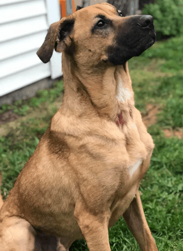 German Shepard Dog mixed with Boxer