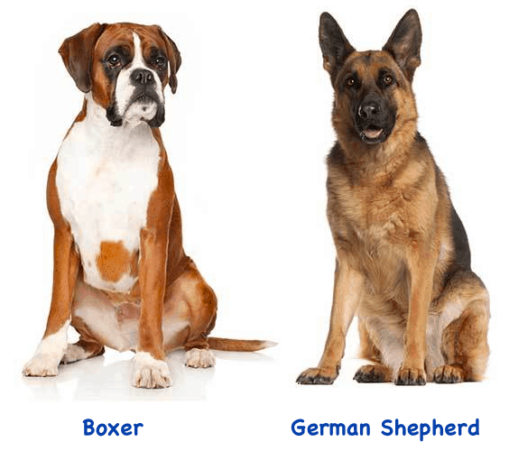 German Shepherd Boxer Mix