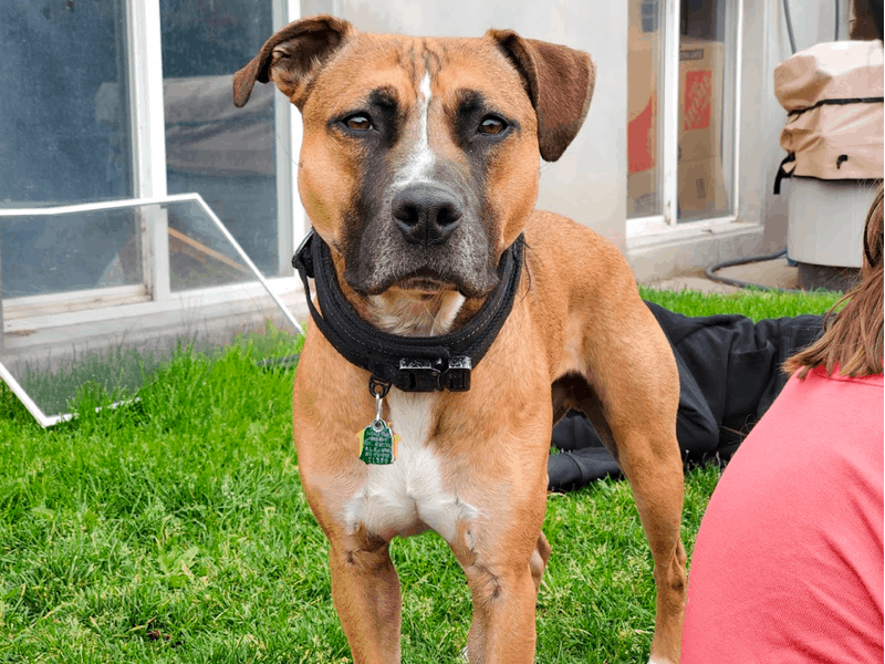 1.5 year old German Shepherd/Boxer mix!