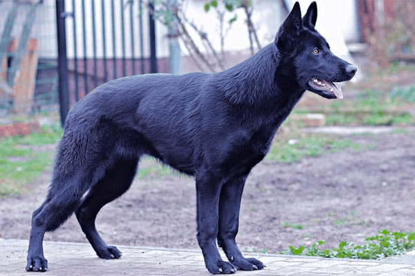 Lycan german hot sale shepherd