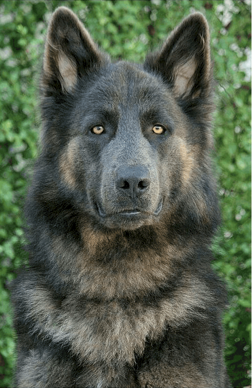 Lycan Shepherd Puppy