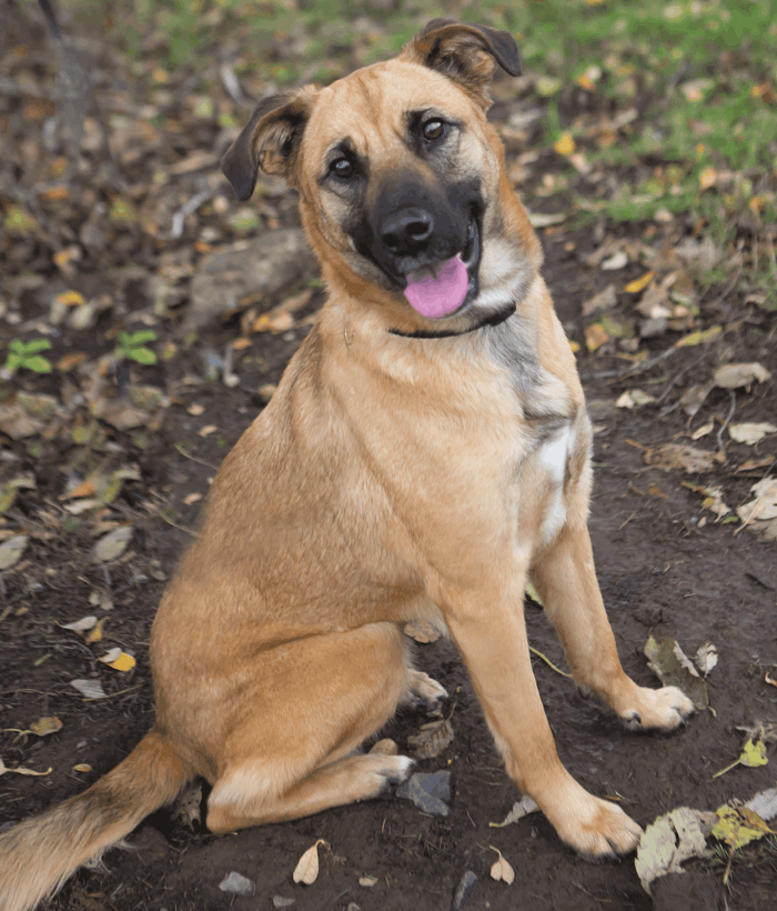 Shepherd Boxer