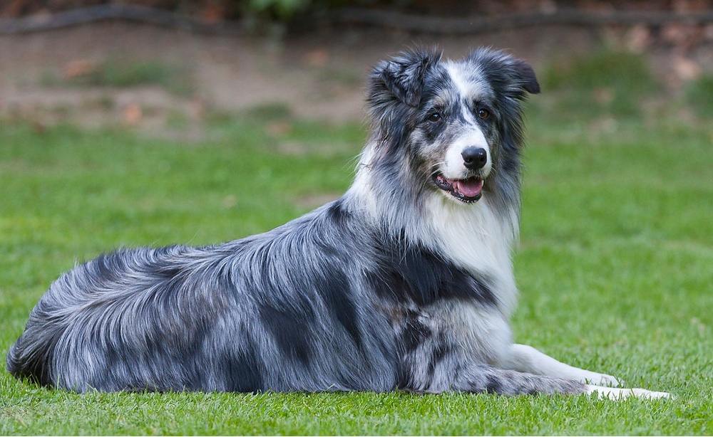 Border Aussies Coat Colors