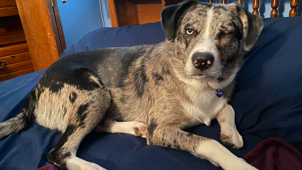 Catahoula Australian Shepherd Mix