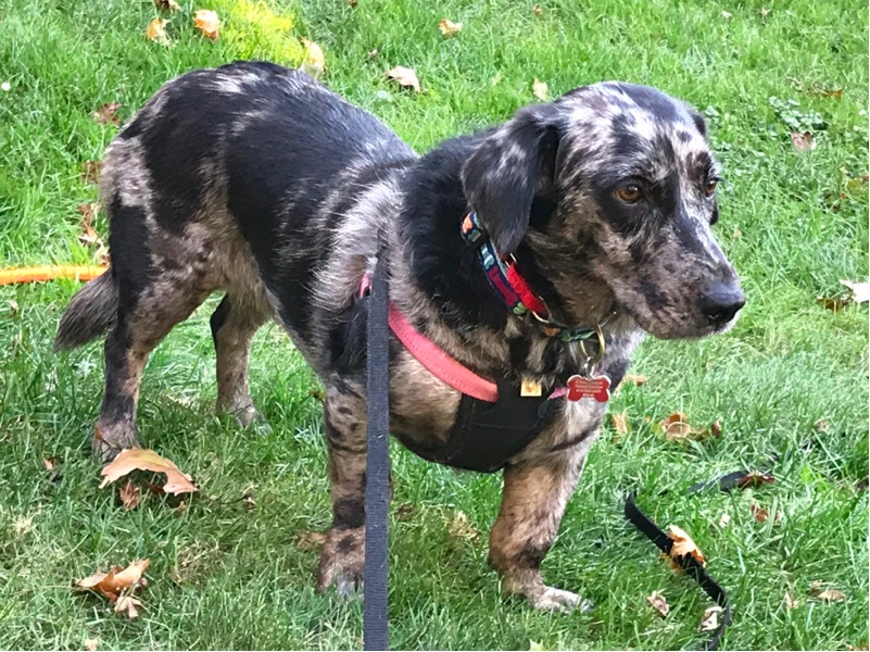 Catahoula basset hound store mix