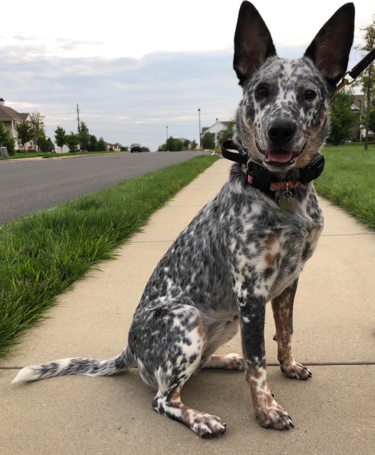 Catahoula Blue Heeler Mix