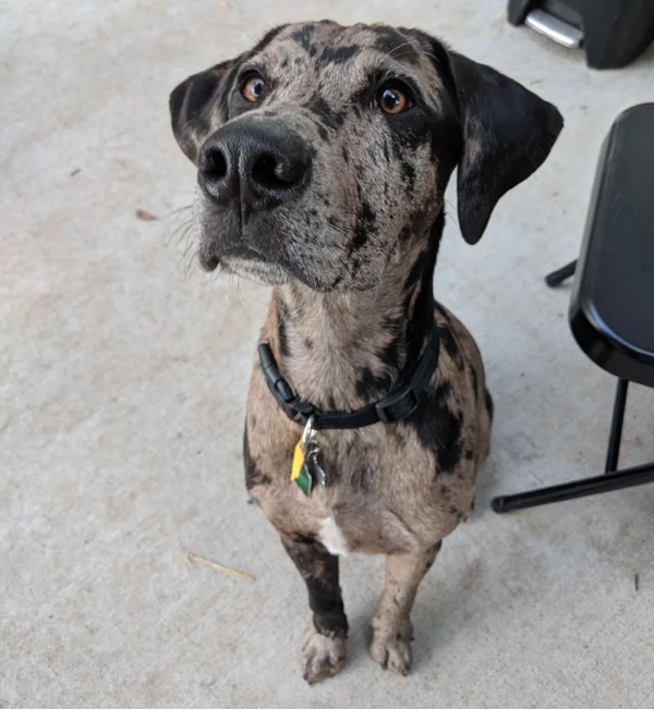 Catahoula Great Dane Mix