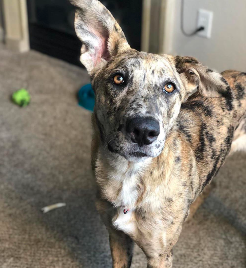 Catahoula Greyhound Mix