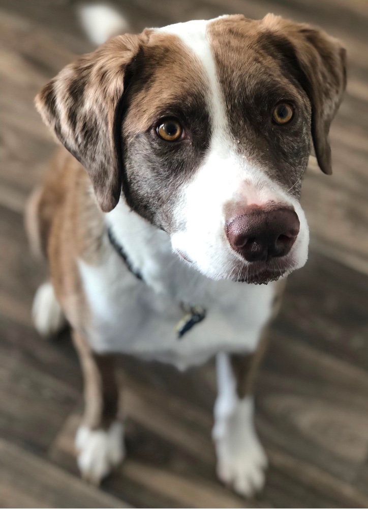 Catahoula Lab Mix