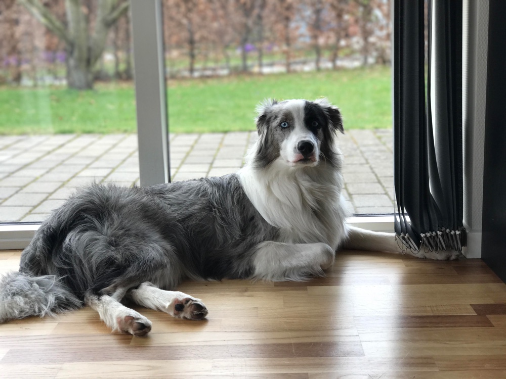 border collie australian shepherd mix