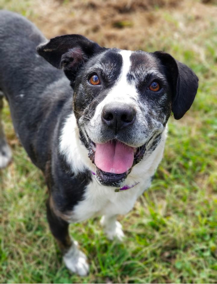 Catahoula Bulldog Mix