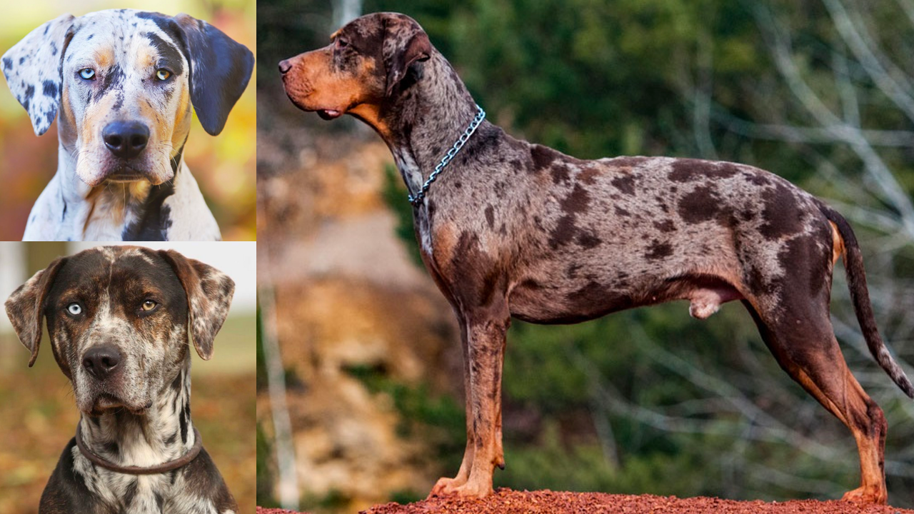 Miniature catahoula leopard store dog