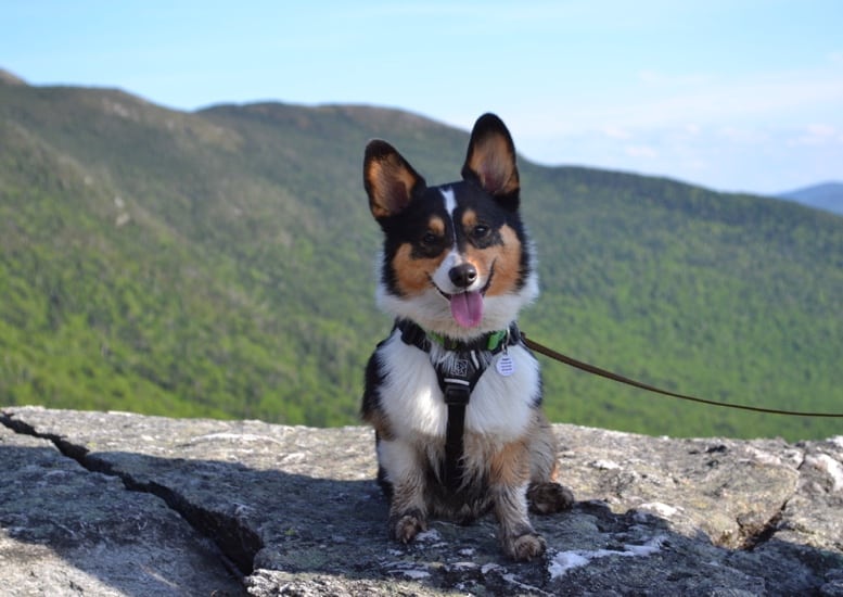 best small dog breeds for hiking