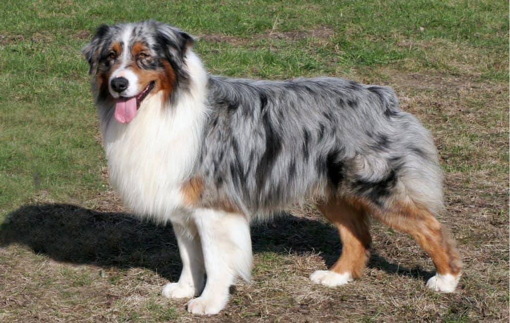 Top 35 Australian Shepherd Mixes - Hard Working Canine Companions ...