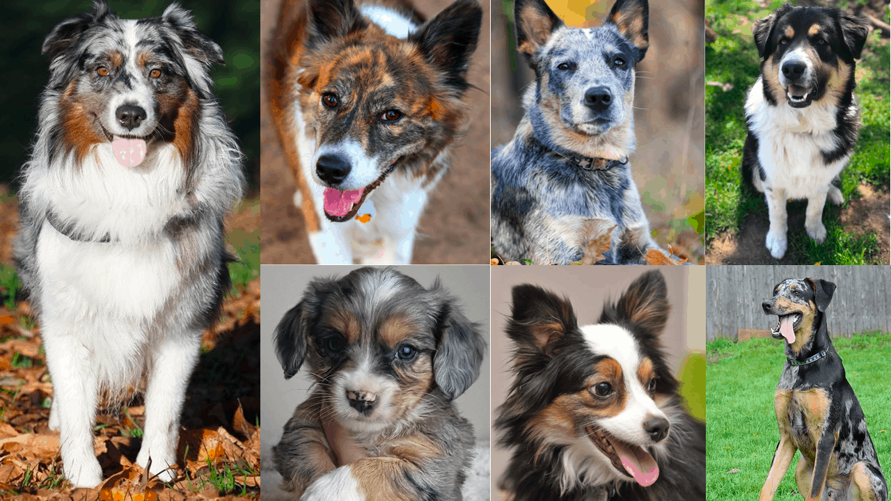 Læs Ledningsevne Egnet Top 35 Australian Shepherd Mixes - Hard Working Canine Companions -  PetVR.com