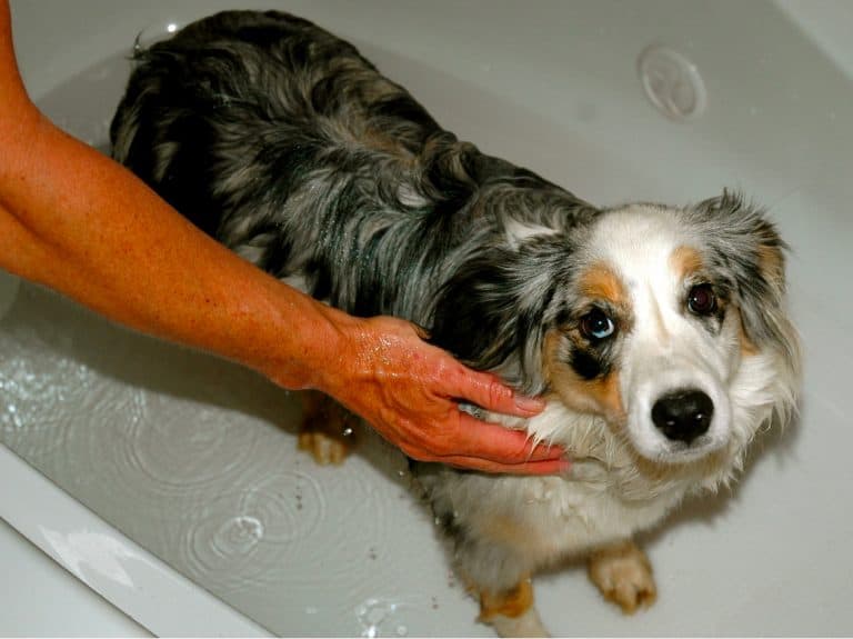 Top 35 Australian Shepherd Mixes - Hard Working Canine Companions