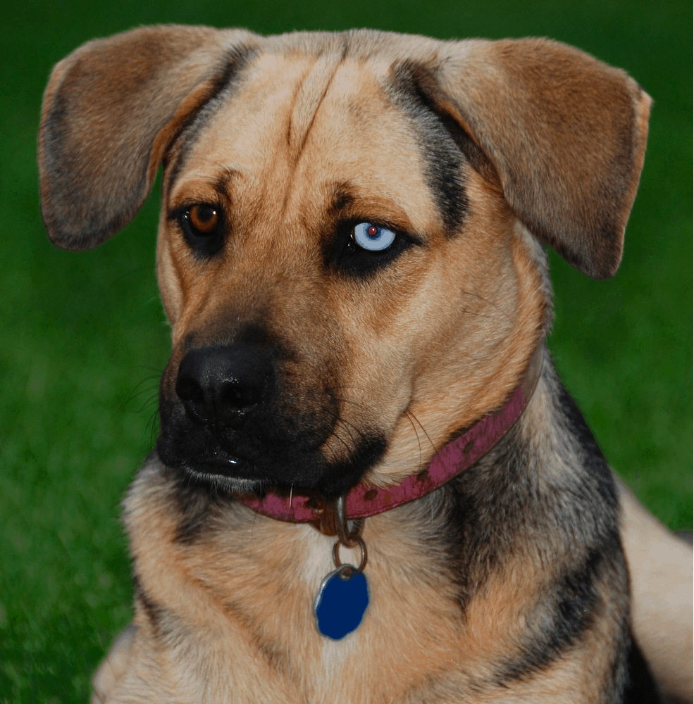 german shepherd and boxer puppies