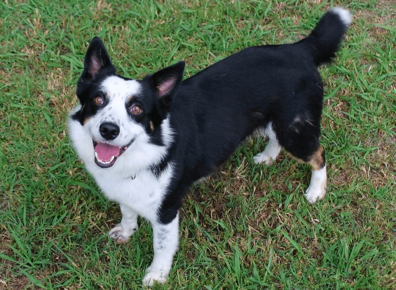 Top 29 Most Popular Border Collie Mixes You’ll Want to Add