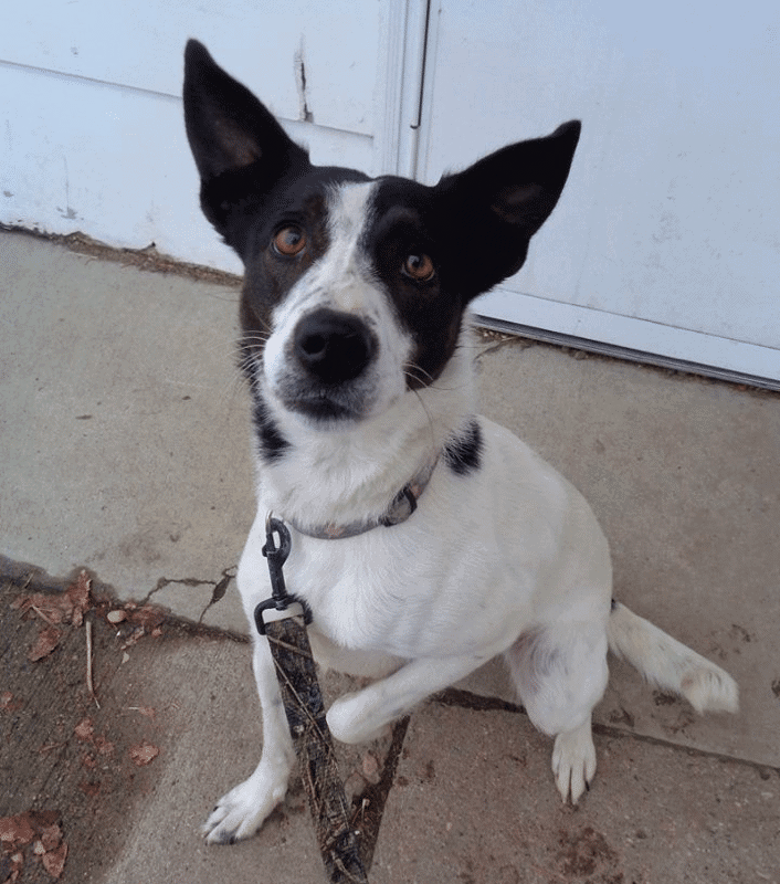 Border Collie Jack Russell Terrier Mix
