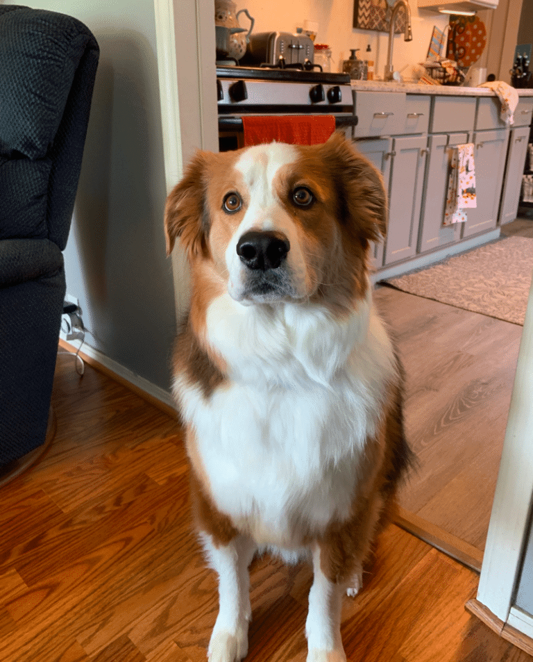 Top 29 Most Popular Border Collie Mixes You’ll Want to Add to Your Home