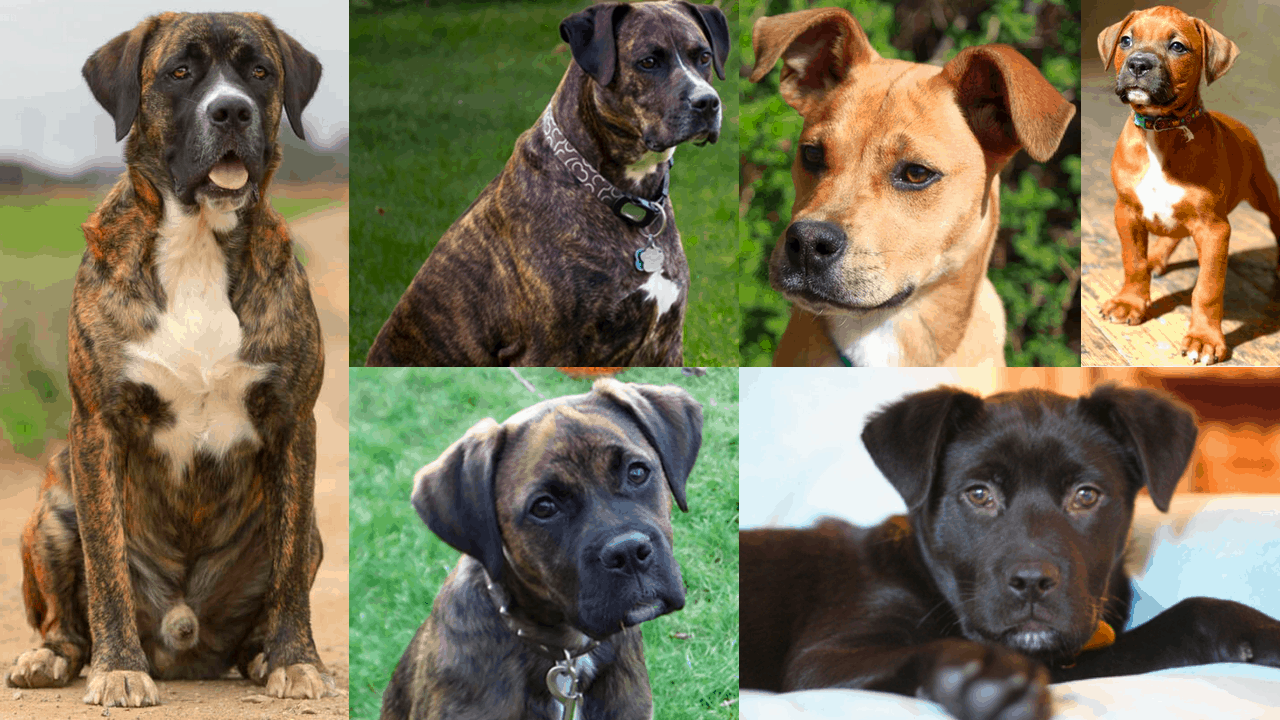 are boxer lab mixes good family dogs