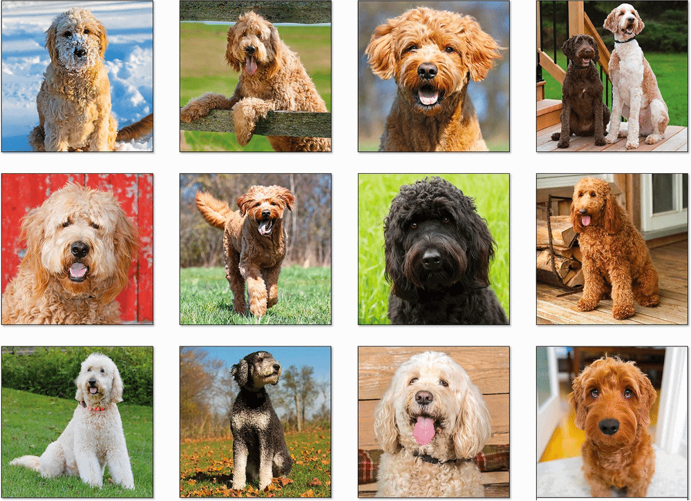 Goldendoodle