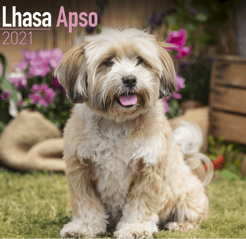 Lhasapoo