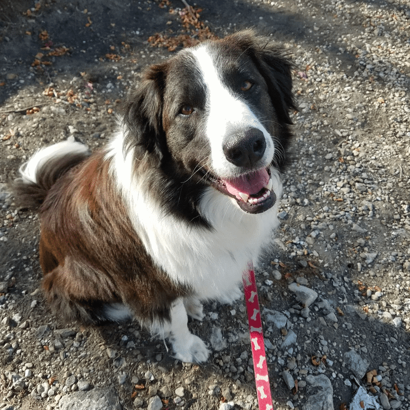 border collie great pyrenees mix