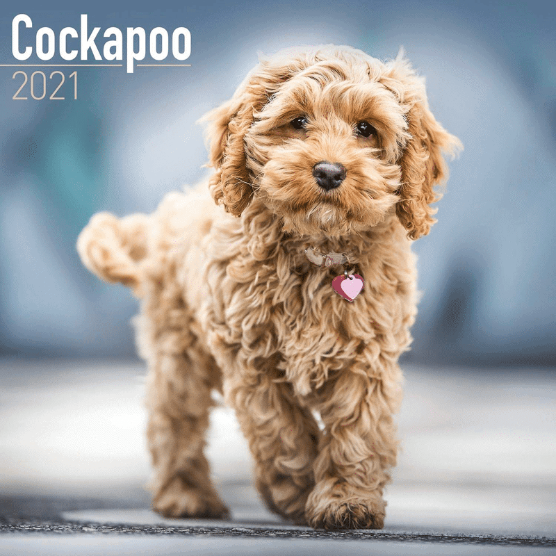 cockapoo