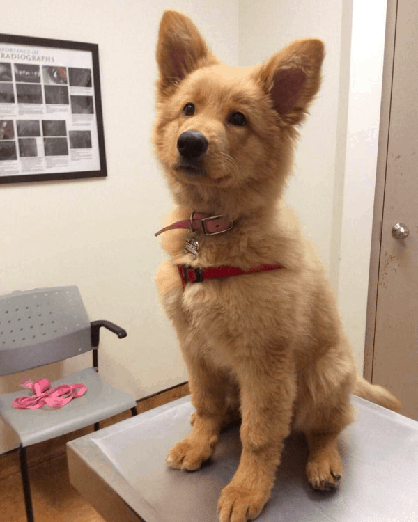 golden shepherd puppy