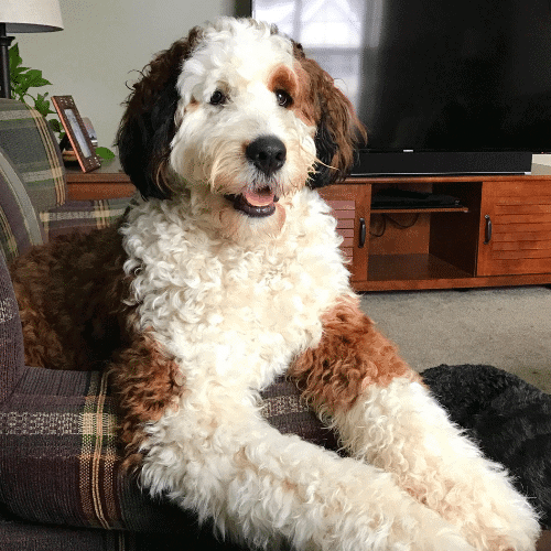 saint berdoodle