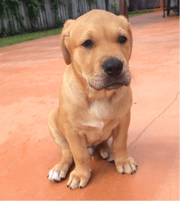 Pitbull Golden retriever mix puppy