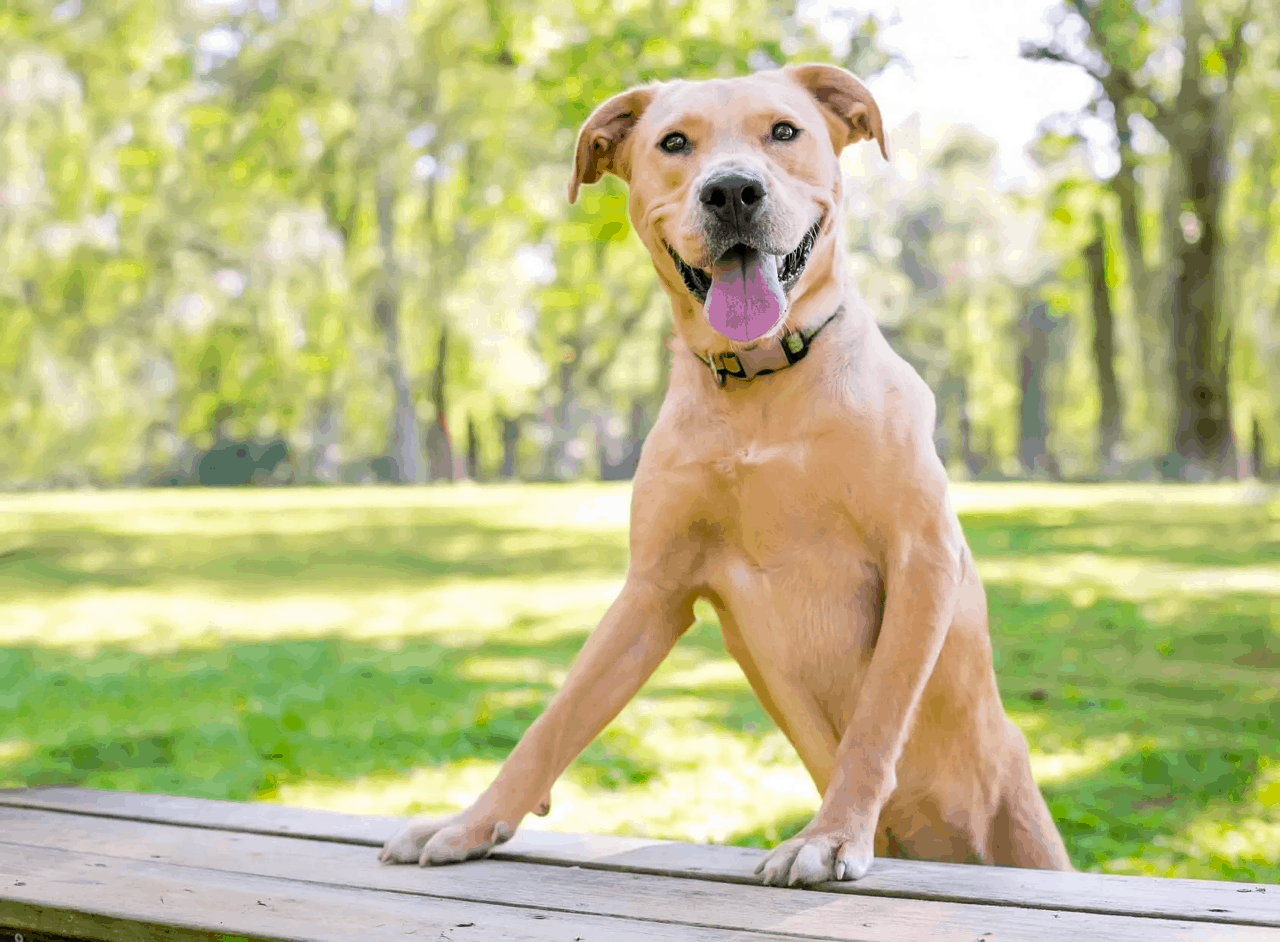 do golden retrievers bite more than pit bulls