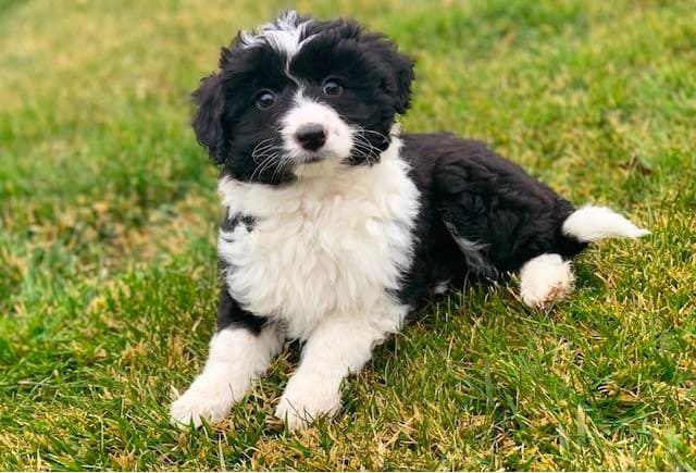 are there any border collie mixed with a poodles