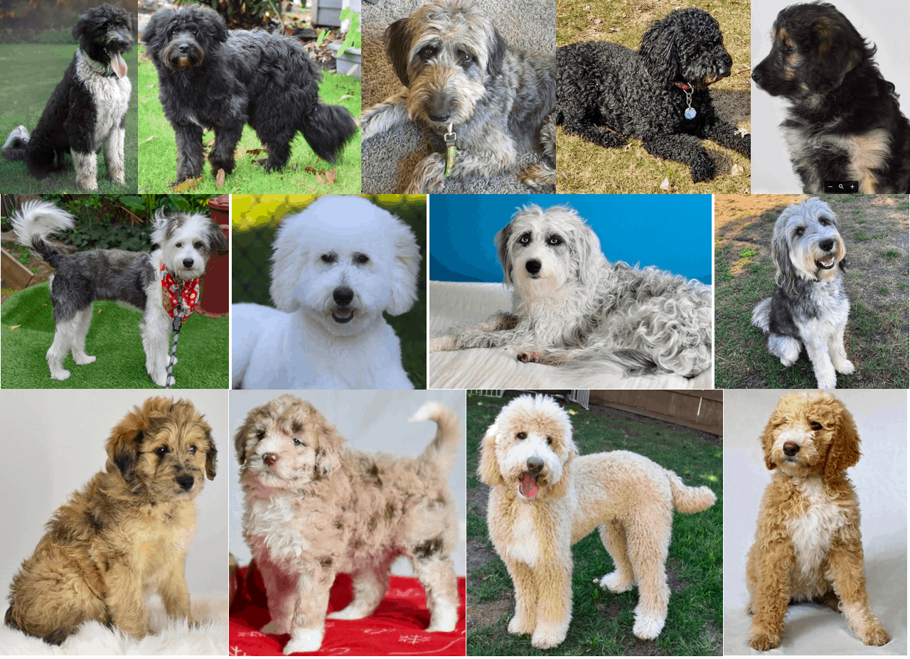Main Types and Breeds Of Bordoodles