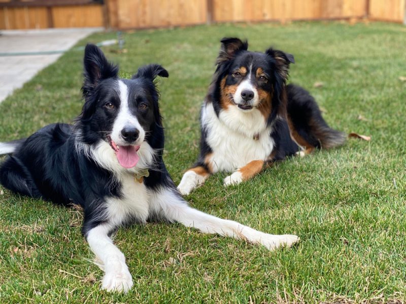 The Border Collie Australian Shepherd Mix: A Smart, Energetic Herding