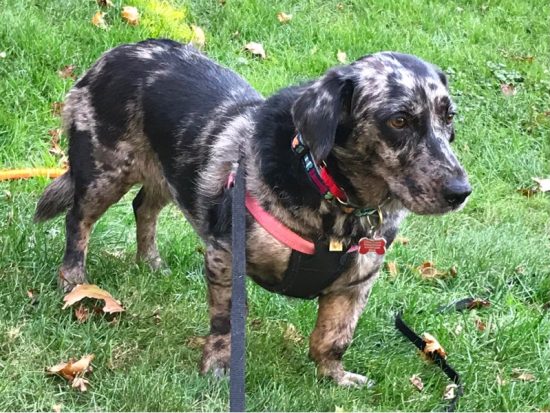 Top 18 Most Popular Catahoula Leopard Dog Mixes - PetVR.com