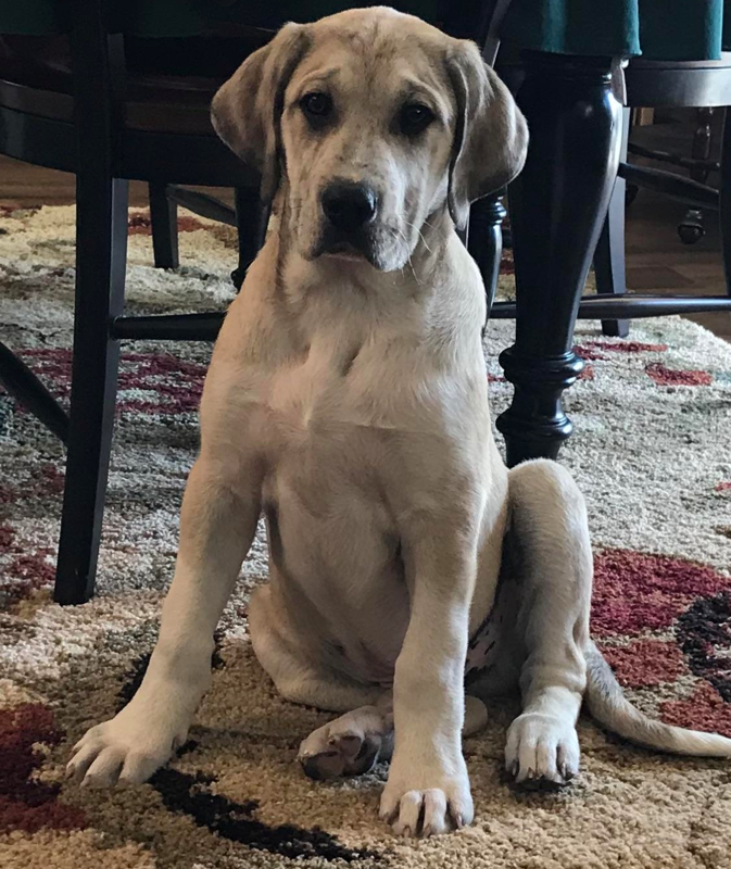 Catahoula Great Pyrenees Mix