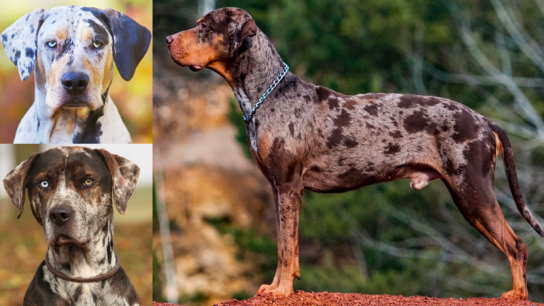 Top 18 Most Popular Catahoula Leopard Dog Mixes - PetVR.com