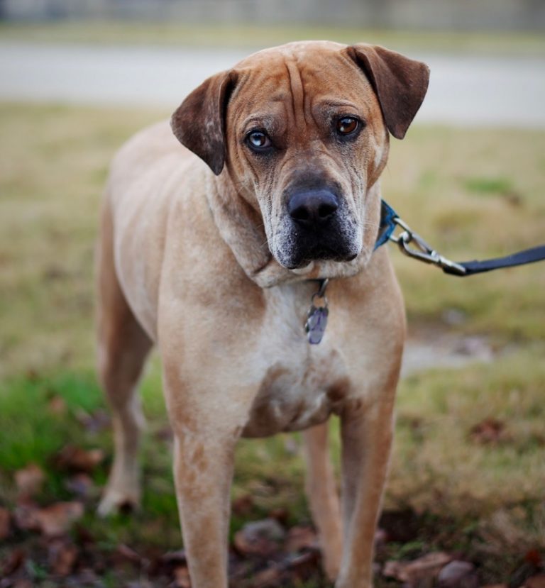 Top 18 Most Popular Catahoula Leopard Dog Mixes - PetVR.com