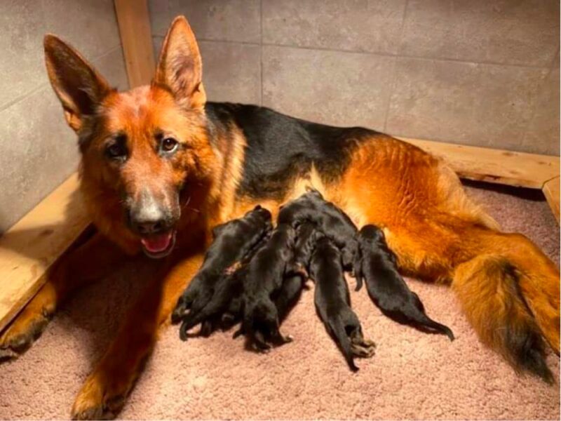 Top 10 Best German Shepherd Breeders In Wisconsin Wi