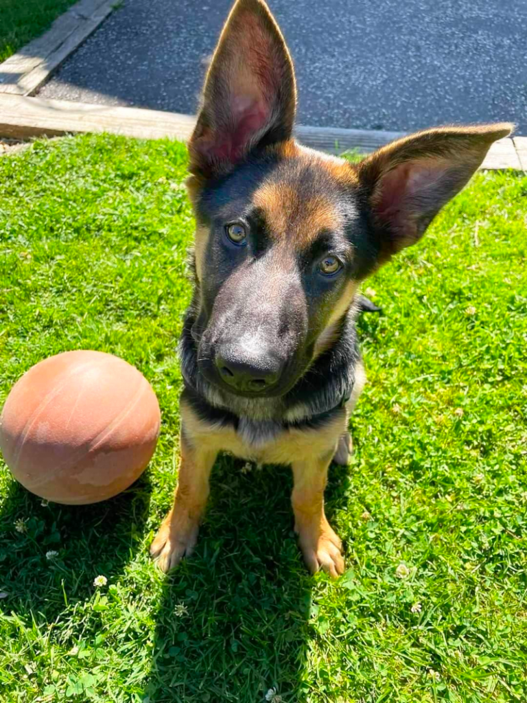 4 Month Old German Shepherd: Cute, Active, Curious Puppy