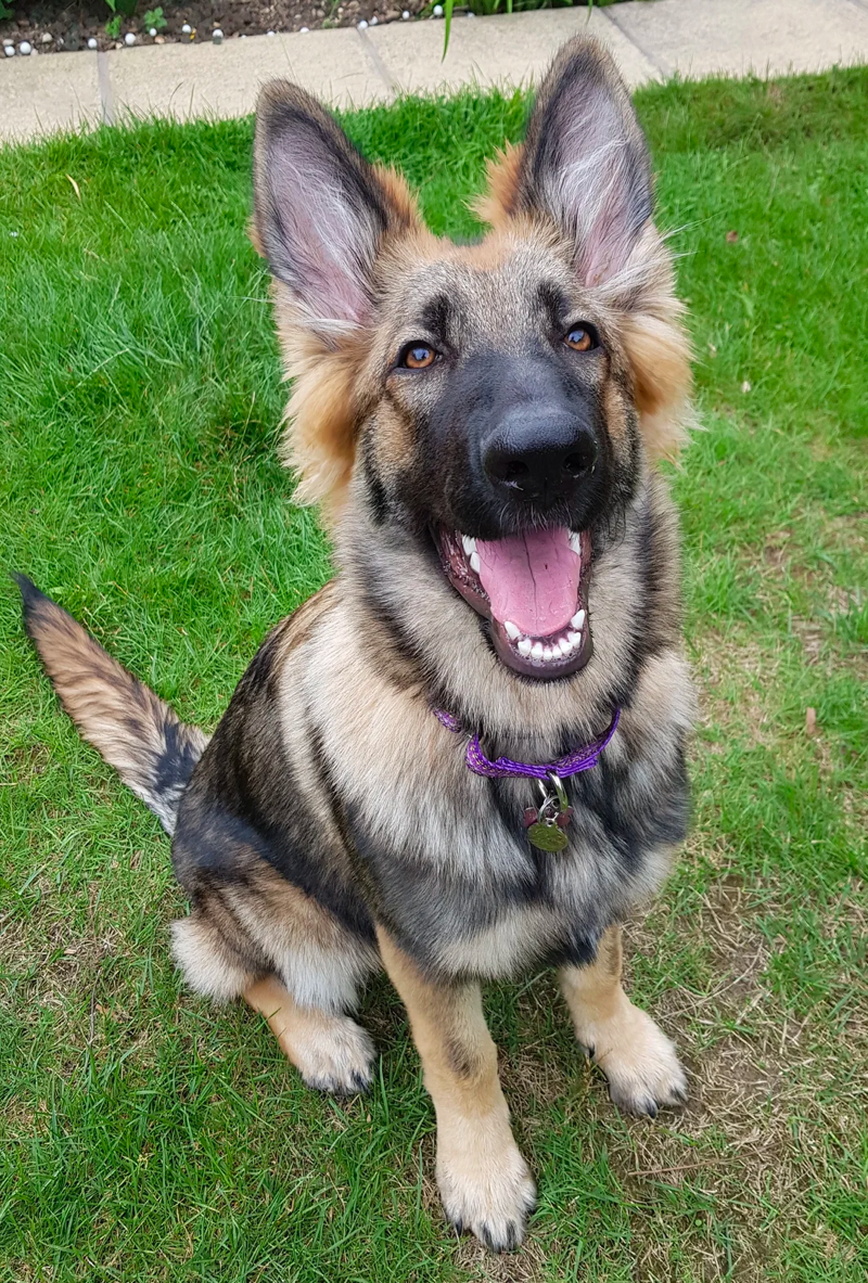 6 Month Old German Shepherd Energetic Curious And Playful Puppy