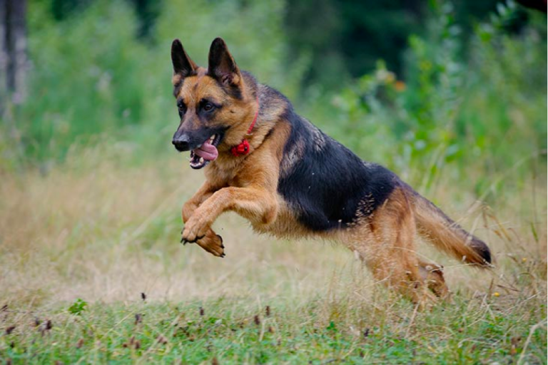 How Fast Can A German Shepherd Run