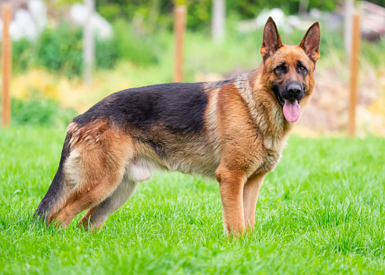 Top 6 Most Popular German Shepherd Colors and Patterns