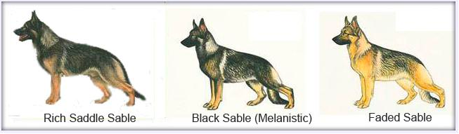 Varieties of Sable German Shepherds